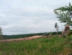 PETI Masih Merajalela di Desa Tambang Baru, 1 SET Diduga Milik, Jarwo di Jaga Ketat Warga SAD