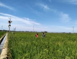 Babinsa Turun Ke Sawah Pantau Perkembangan Padi.