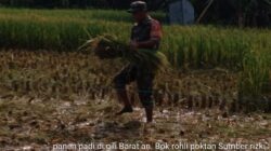 Bentuk Kepedulian Pada Warga Binaan, Babinsa Kamal Bantu Petani Panen Padi