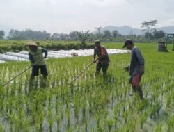 LTT Padi di Jatim Capai 217.711 Hektare, Jajaran Korem 081/DSJ Sumbang 30 Persen