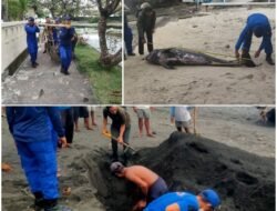 Satpolairud Polres Karangasem, Evakuasi Seekor Lumba-lumba yang Mati di Kawasan Wisata Pantai