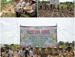 Panen Raya Jagung Hibrida, Kapolda Banten: Bentuk Nyata Upaya Bersama untuk Ketahanan Pangan