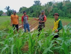 Babinsa Koramil 0817/17 Sangkapura Dampingi Petani Dalam Pemupukan Jagung di Desa Suwari