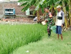 Demi Sukseskan Hanpangan, Babinsa Koramil 0830-12/Kenjeran Bantu Poktan Sumber Rezeki Lakukan Pemupukan Padi