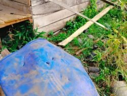 Teror Gajah Liar di Bener Meriah: Rumah Hancur, Warga Cemas!