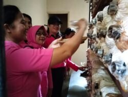 Bhayangkari Polsek Padangbai Panen Jamur, dalam Rangka Ketahanan Pangan Nasional