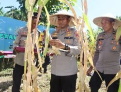 Kapolres Karangasem Pimpin Panen Jagung Mandiri, Di Dusun Grobog Seraya Barat