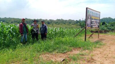 Bhabinkamtibmas Polsek Rambutan Rutin Melaksanakan Pendampingan Perawatan Tanaman Jagung