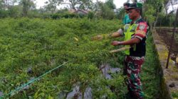 Agar Hasil Memuaskan, Babinsa Dampingi Petani Merawat Cabai Terkena Hama