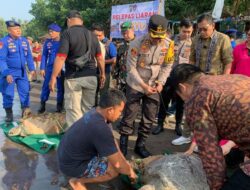 Selama Pimpinannya dari Awal Menjabat Sampai Jelang Akhir Masa Jabatan, Kapolres Jembrana  Lepas Liarkan Penyu Hijau ke Habitatnya