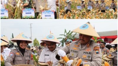Polres Grobogan Sukses, Gelar Panen Raya Jagung di Lahan 274 Hektare