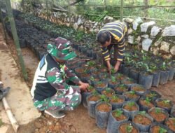 Aksi Nyata Babinsa Koramil 06/Jagung Bantu Petani Tanam Bibit Kopi Di Polybag