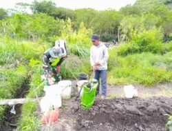 Sukseskan Ketahanan Pangan, Babinsa Dampingi Petani Bawang Merah