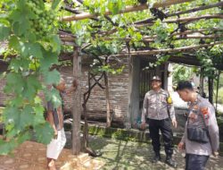Polsek Patianrowo Dukung Ketahanan Pangan, Pantau Kebun Anggur Warga