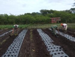 Turun Langsung Dampingi Petani, Babinsa Bantu Tanam Bibit Bawang Merah