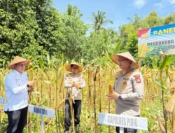 Kapolres Pidie Panen Jagung di Kembang Tanjung