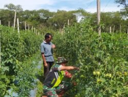 Babinsa Dampingi Pemeliharaan Tanaman Tomat Warga Binaan