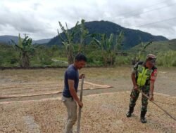 Babinsa Bantu Warganya Jemur Biji Kopi