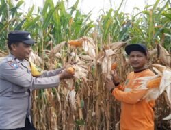 Polres Aceh Tengah Gelar Panen Raya Jagung di Blang Balik, Hasil Capai 3.000 Kg