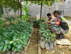 Babinsa Koramil Jagong Dampingi Warga Rawat Bibit Kopi di Paya Tungel