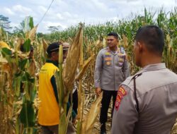 Kapolres Aceh Timur Cek Lokasi Persiapan Panen Raya Jagung
