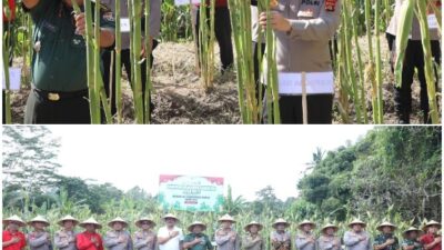 Mendukung Swasembada Pangan Tahun 2025, Kapolda Bali Melaksanakan Panen Raya Jagung Serentak Kuartal II