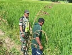 Petani di Linge Keluhkan Padi Tak Kunjung Berbuah, Babinsa Turun Tangan