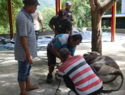 Keikhlasan dan Pengorbanan dalam Menjalankan Tugas di Momen Hari Raya Idul Adha 1446 H, Satgas Gakkum ODC-2025 Sembelih 2 Ekor Sapi di Posko Jayapura 