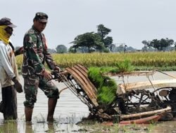 Babinsa Ujungpangkah Aktif di Lahan Pertanian, Perkuat Ketahanan Pangan Wilayah