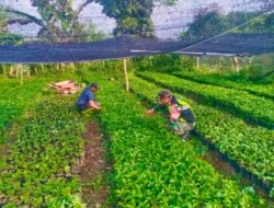 Babinsa Bantu Warga Bersihkan Lahan Kopi di Desa Merah Said