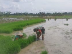 Semangat Ketahanan Pangan, Babinsa Panceng Tanam Padi Bersama Petani Binaan