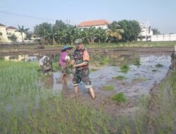 Babinsa Bungah Dampingi Petani Wujudkan Ketahanan Pangan Wilayah