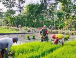 Ketahanan Pangan dan Dampaknya Bagi Bangsa Indonesia