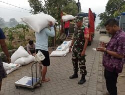 Babinsa Trenggalek Dampingi Penyerapan 16 Ton Gabah, TNI Konsisten Jaga Swasembada Pangan