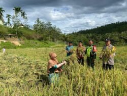 Babinsa dan Bhabinkamtibmas Dampingi Panen Raya di Desa Penarun, Dukung Swasembada Pangan