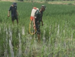 Dukung Ketahanan Pangan, Babinsa Manyar Dampingi Petani Semprot Hama