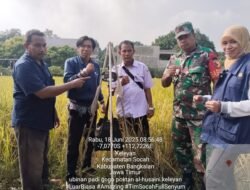 Babinsa Koramil 0829-02/Socah Dampingi PPL Panen Padi Gogo di Desa Keleyan