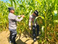 Polsek Celala Tinjau Lahan Ketahanan Pangan, Dukung Program Asta Cita dan Swasembada Pangan Presiden