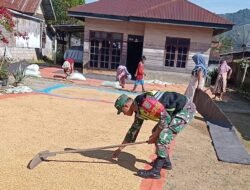 Babinsa Koramil 05/Linge Dampingi Petani Jemur Padi di Desa Kute Riyem
