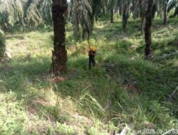 Karyawan Pemanen PTPN IV Regional 6 Abaikan Himbauan SPBUN