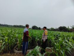 Dukung Ketahanan Pangan, Polres Nganjuk Dampingi Petani Jagung Tingkatkan Produksi di Kedungmlaten