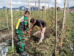 Babinsa Koramil Jagong Bantu Warga Rawat Tanaman Tomat di Lahan Ketahanan Pangan