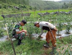 Wujudkan Petani Produktif, Babinsa Bantu Petani Merawat Tanam Cabai