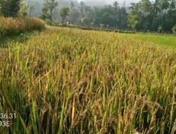 Sawah Warga Dusun Binje Kampung Pantan Nangka GagalPanen,Petani Sawah Kecewa.
