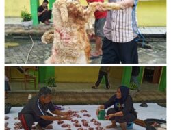 Momen Hari Raya idul Adha 1446 Hijriah , SMPN 1 Kelapa Dua Sembelih hewan qurban 6 ekor kambing
