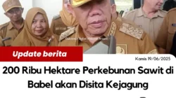 200 Ribu Hektare Perkebunan Sawit Bangka Belitung Segera Akan di Sita Kejagung 90% Kades Terlibat