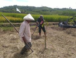 Babinsa Koramil 06/Jagong Bantu Warga Bersihkan Lahan untuk Tanam Bawang Merah di Desa Gegarang