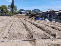 Dukung Swasembada Pangan, Polsek Kota Takengon Matangkan Lahan Jagung