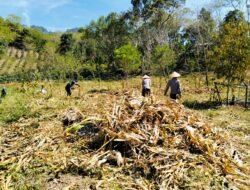Polsek Celala Matangkan Lahan Jagung Serentak, Dukung Ketahanan Pangan Kuartal III