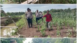 Kapolres PALI Tinjau Lahan Tanam Jagung Serentak Nasional Wujudkan Ketahanan Pangan dan Sinergi TNI-Polri dengan Rakyat